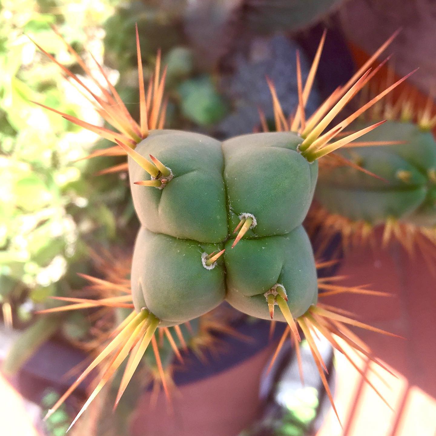 Trichocereus bridgesii